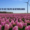 Best Places to see tulips in Netherlands