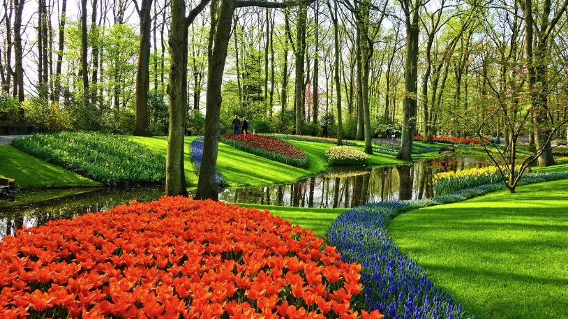 Best Places to see tulips in Netherlands